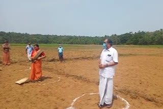 കണ്ണൂർ  kannur  ഇരിക്കൂർ കല്യാട് വയലിൽ  paddy  cultivation  കൊവിഡ് കർഷക കൂട്ടായ്മ.