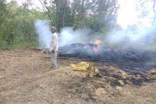 Wheat crop burnt in Pidhadta