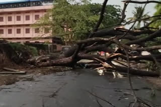 Rain  തൃശൂർ  trissur  iringalakkuda  Heavy rains  wind  iringalakkuda