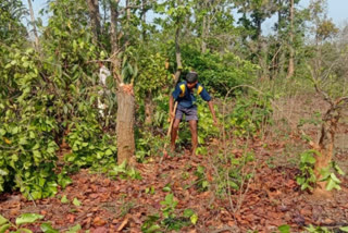 deforestation in surajpur