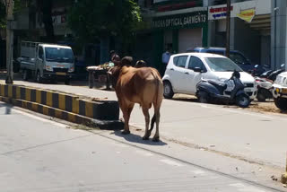 Road accidents occur due to stray and domesticated cattle in raipur