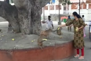 Koppula Eshwar Wife Giving Fruits For Monkeys In Kondagattu