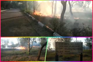 Fire in the forest of Prasar Bharati office in Alipur