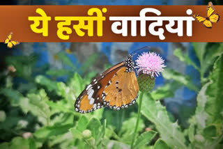 butterflies-have-returned-due-to-lockdown-in-muzzafarnagar-of-bihar