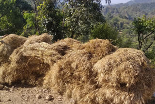 harvested crops in mandi