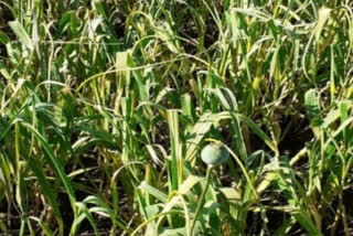 Poppy grown amidst garlic in Sirmour