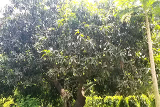 Farmers worried about mango trees