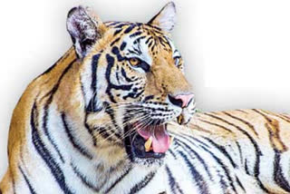 tiger wandering in kumarambheem asifabad district