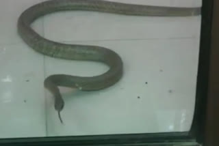 Snake found in ATM in Govindapuram area of Gaziabad District