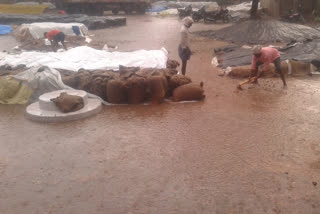 the grain is wet with heavy rain in thadkal