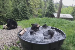 Watch: Black bear in US zoo chills in tub of water