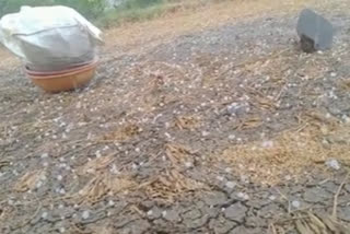 grain drenched in kamareddy district due to sudden rain