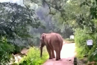 Elephant enters to villege in Hassan