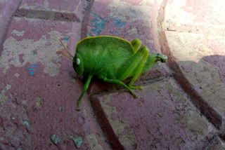 different Grasshopper in vishaka