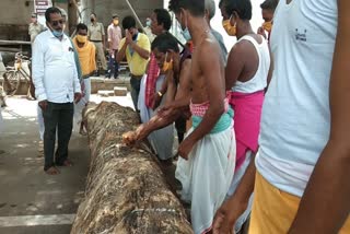 chariot construction for Puri Rath Yatra starts from today