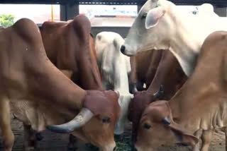 cow slaughter incidents  lockdown  COVID-19  cattle theft  ഉത്തര്‍പ്രദേശില്‍ പശുക്കളെ കശാപ്പ് ചെയ്യുന്ന സംഭവങ്ങള്‍ കൂടുന്നതായി ബിജെപി എംഎല്‍എ  ലോക്ക് ഡൗണ്‍  ഉത്തര്‍പ്രദേശ്