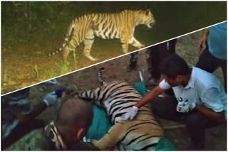 N ONE Tigress Caught in gondia