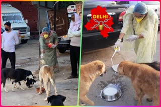 Arjun Gupta Foundation feeding food to stray animals during lockdown corona virus