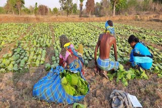 People plucking  Tendu leaf