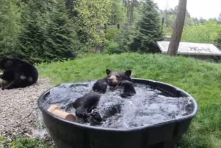 Black bear in US Oregon zoo chills in tub of water