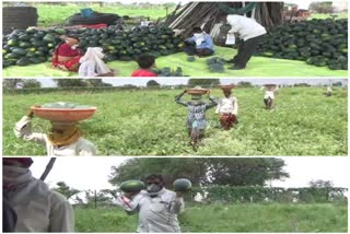 zakalwadi farmer watermelon sale