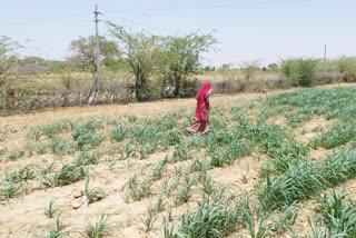 barmer news,  Locusts attack in Barmer,  rajasthan news,  etvbhart news,  coronavirus news,  टिड्डी दल का हमला,  बाड़मेर में टिड्डी अटैक