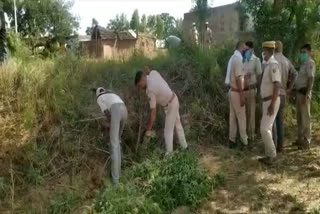 गांजे की खेती करने वाले गिरोह के तीन सदस्य गिरफ्तार, Three members of cannabis farming gang arrested