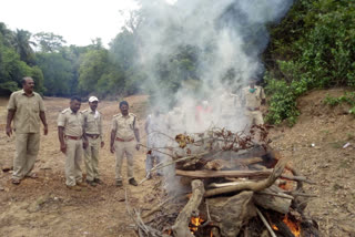 Dogs attack on deer in karwar