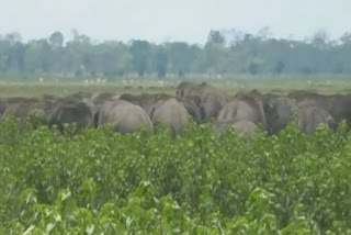wild elephant freely roaming at demow