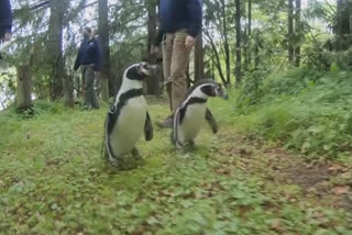 Penguins take a hike in woods while zoo is closed