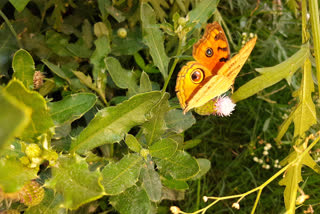 Butterflies are back amid lockdown