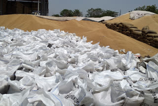 total wheat and mustard purchasing in jhajjar