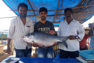 heavy fishes in west godavari dst jangareedygudem