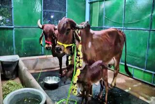 CM naming cows in Kaveri residence