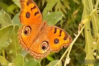 butterflies-are-back-amid-lockdown