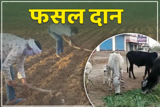 पशुओं के लिए युवा किसानों ने दिए अपने खेत,   Young farmers gave their fields for cattle feed