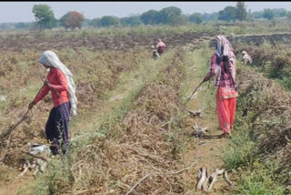 NCW mulls advisory to states on women farmer-friendly policies amid pandemic