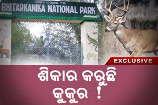 Bhitarkanika news