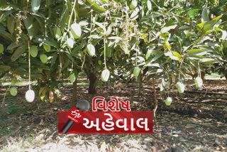 પ્રગતિશીલ ખેડૂતો કરી રહ્યાં છે આરોગ્યપ્રદ જૈવિક કેરીની ખેતી