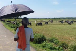 Bathan cowherds of Birbhum in misery amid lockdown