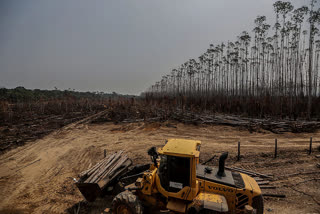 amazon deforestation  brazil space agency amazon  bolsonaro amazon deforestation  amazon illegal logging  ആമസോൺ കാടുകൾ  ബ്രസീലിലെ ആമസോൺ കാടുകളിൽ വനനശീകരണം ഉയർന്നതായി റിപ്പോർട്ട്  ബ്രസീലിലെ ആമസോൺ കാടുകളിൽ വനനശീകരണം