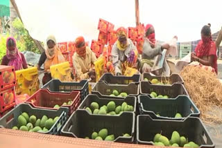 ಹುಲಕೋಟಿ ಗ್ರಾಮದ ಮಾವು ಬೆಳೆಗಾರರ ಸಂಘ