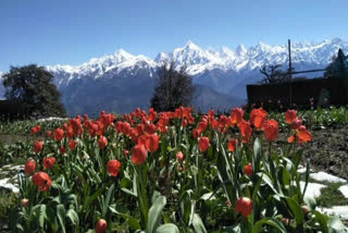 Tulip garden of pithoragarh