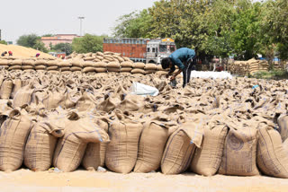 jhajjar wheate and mustard crop purchase update