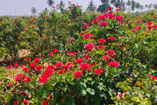 Lockdown effect on Rose growers