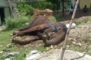 An elephant sick in Seraikela