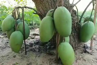 mango grown to stem at rajolu constituency seems to be beautiful