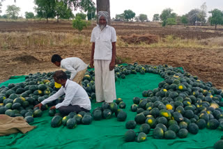 लॉकडाऊनमुळे शेतमालाची वाहतूक अडकली, शेतकऱ्याने विकले १ रुपयात एक टरबूज