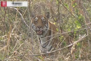 melghat tiger reserve amravati