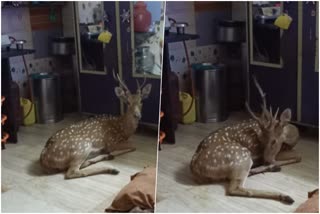 deer fell into house in powai mumbai